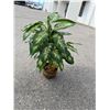 Image 1 : Artificial plant
