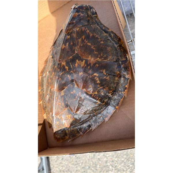 Vintage Shell