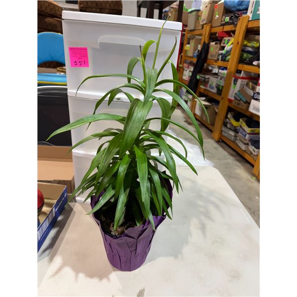 Easter Lily needs to be planted outdoor outdoors