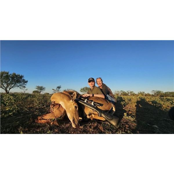 G2 Ranch- 3 Day/ 2 Night Nilgai Cow Hunt for 1 Hunter & 1 Observer