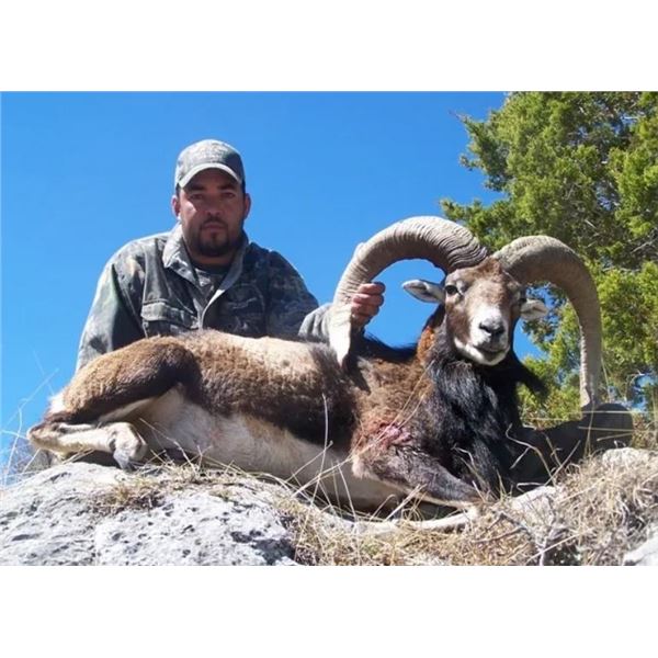 Forister Ranch- 3 Day/ 2 Night Mouflon Hunt for 1 Hunter & 1 Observer