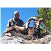 Image 1 : Forister Ranch- 3 Day/ 2 Night Mouflon Hunt for 1 Hunter & 1 Observer