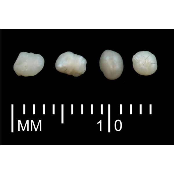 Lot of four small, natural pearls with original Fisher certificates, 0.1 to 0.13 carats each, all Gr