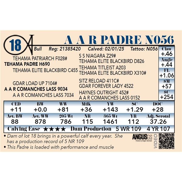 A A R Padre N056