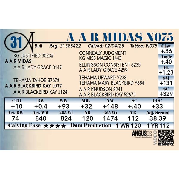 A A R Midas N075
