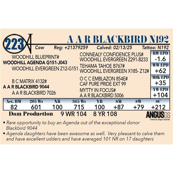 A A R Blackbird N192
