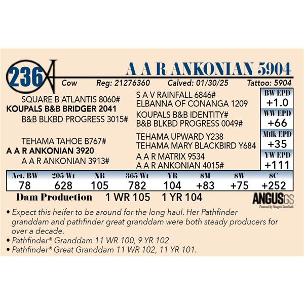 A A R Ankonian 5904