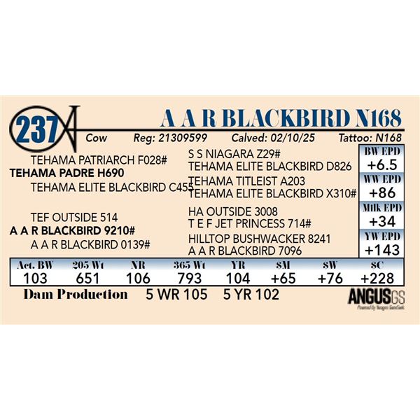 A A R Blackbird N168