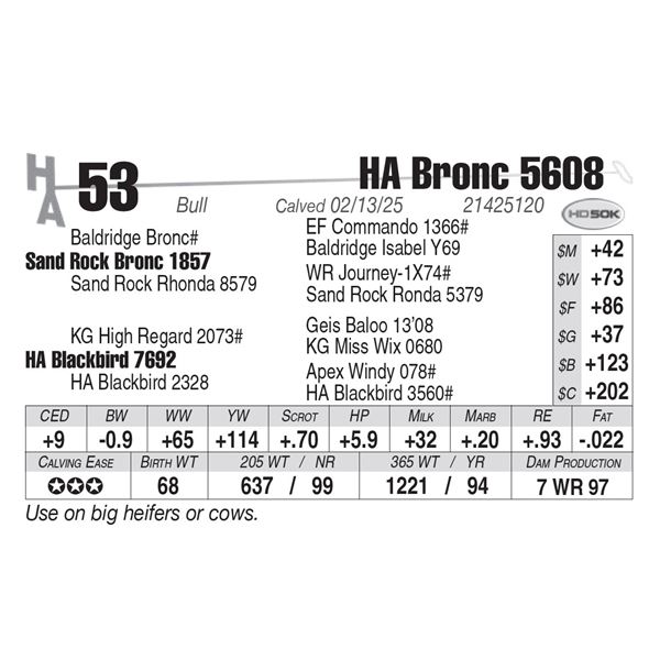 HA Bronc 5608