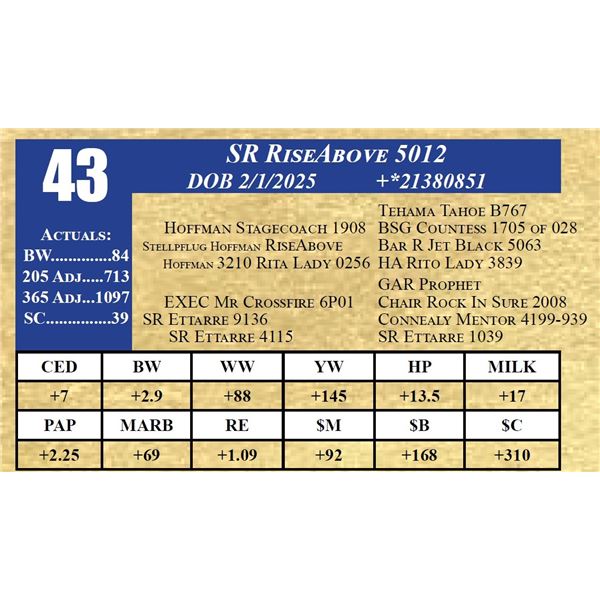 SR RISEABOVE 5012