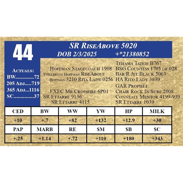 SR RISEABOVE 5020