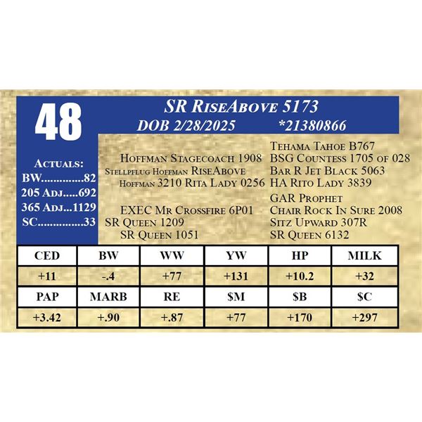SR RISEABOVE 5173