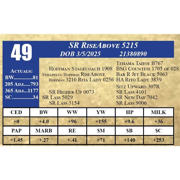 SR RISEABOVE 5215
