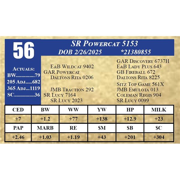 SR POWERCAT 5153