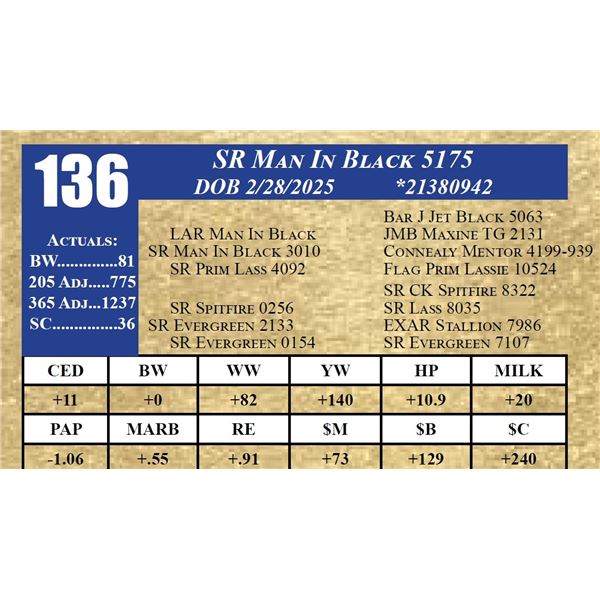 SR MAN IN BLACK 5175