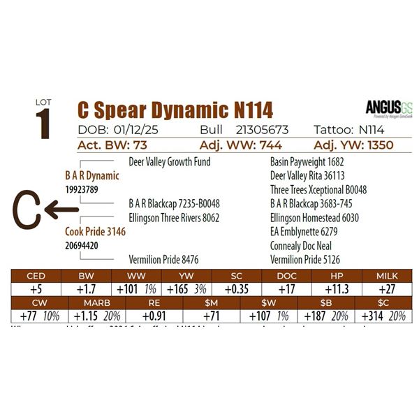 C Spear Dynamic N114