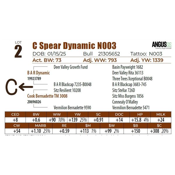 C Spear Dynamic N003