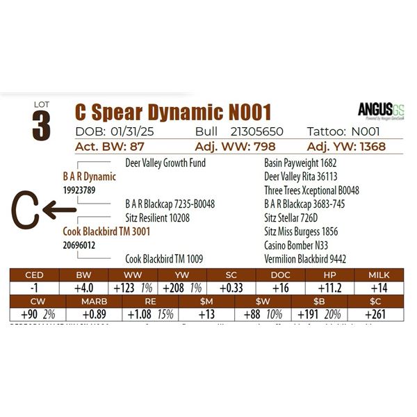C Spear Dynamic N001