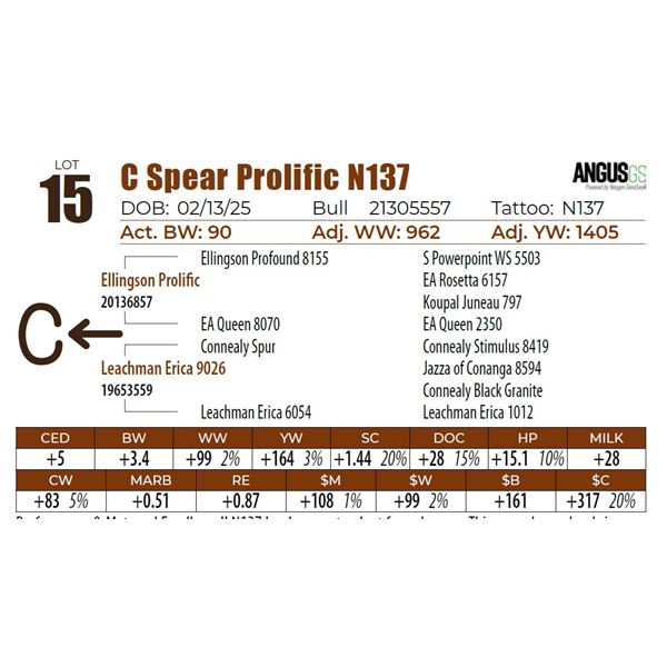 C Spear Prolific N137