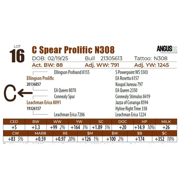 C Spear Prolific N308
