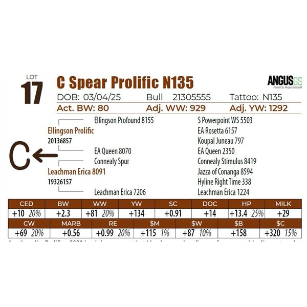 C Spear Prolific N135
