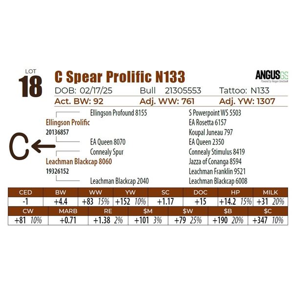 C Spear Prolific N133