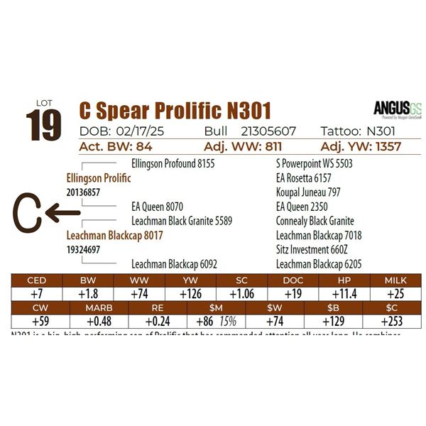 C Spear Prolific N301
