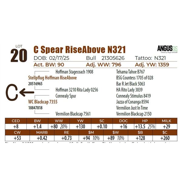 C Spear RiseAbove N321