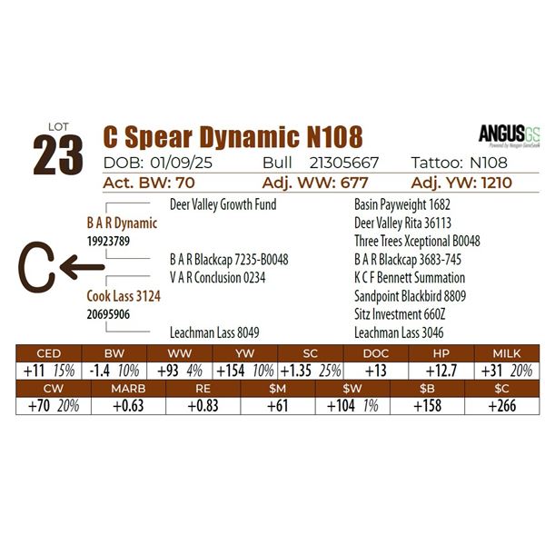 C Spear Dynamic N108