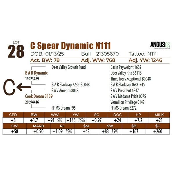 C Spear Dynamic N111
