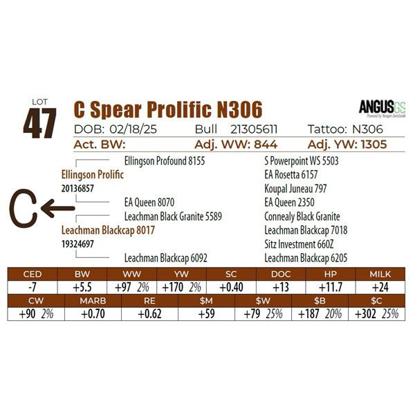 C Spear Prolific N306