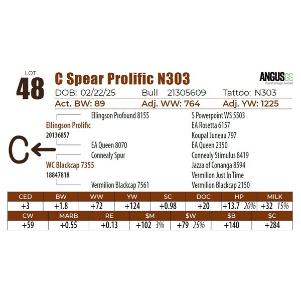 C Spear Prolific N303