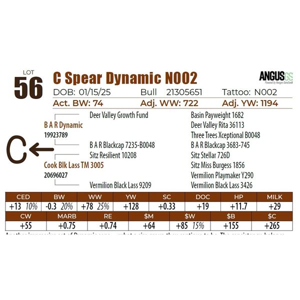 C Spear Dynamic N002