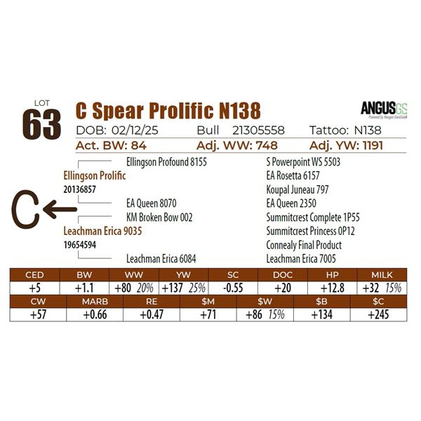 C Spear Prolific N138