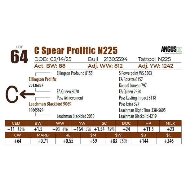 C Spear Prolific N225