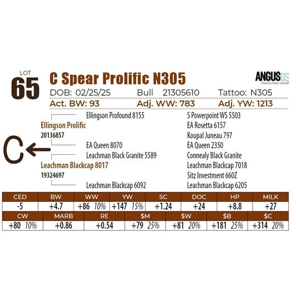 C Spear Prolific N305
