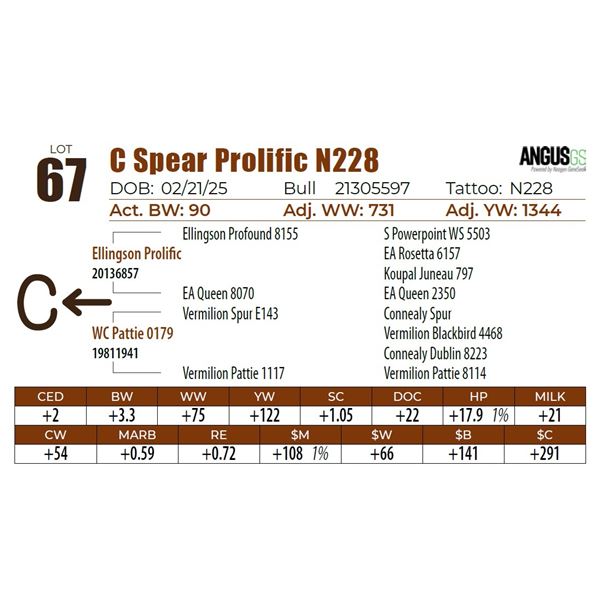 C Spear Prolific N228