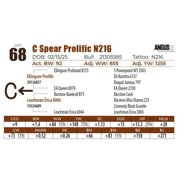 C Spear Prolific N216
