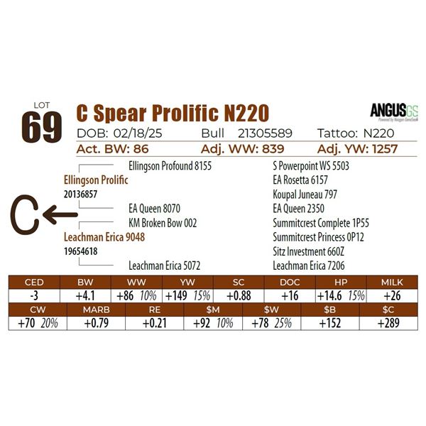 C Spear Prolific N220