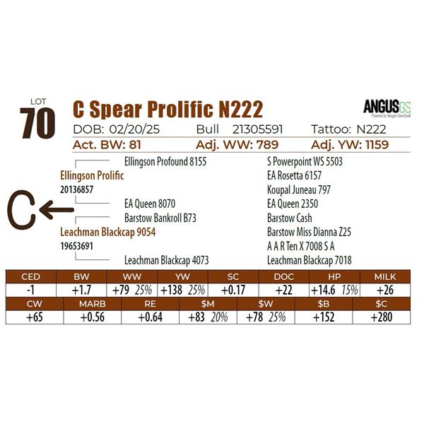 C Spear Prolific N222