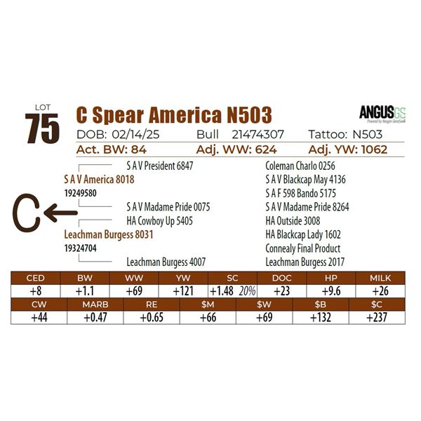 C Spear America N503