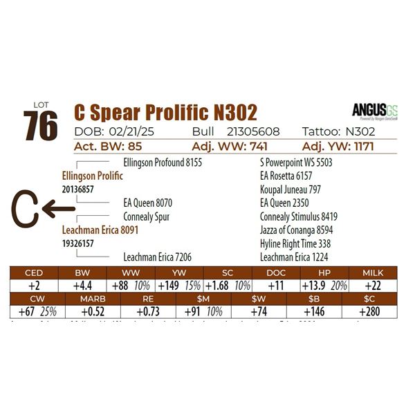 C Spear Prolific N302