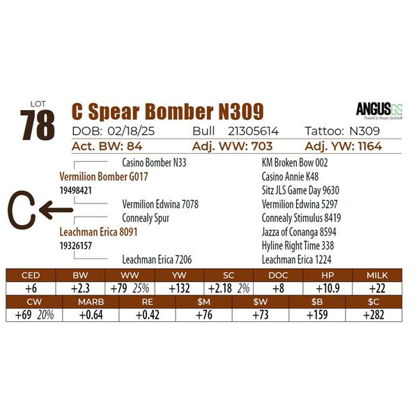 C Spear Bomber N309