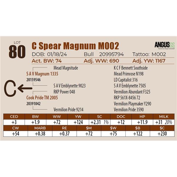 C Spear Magnum M002