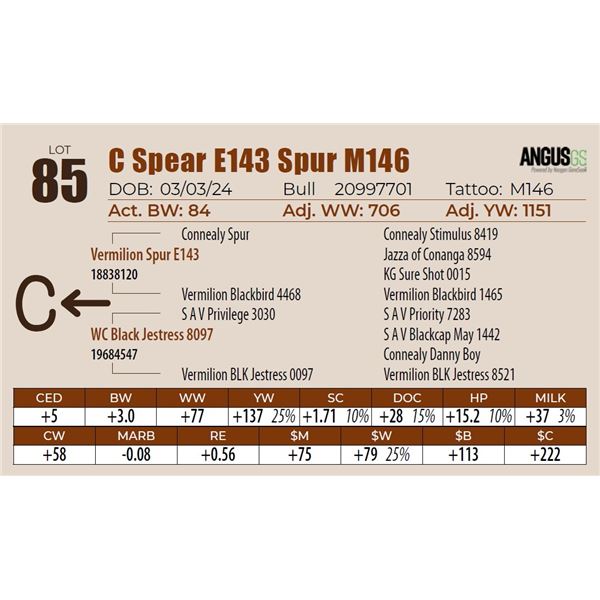 C Spear E143 Spur M146