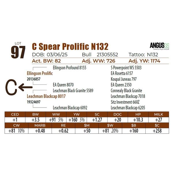 C Spear Prolific N132