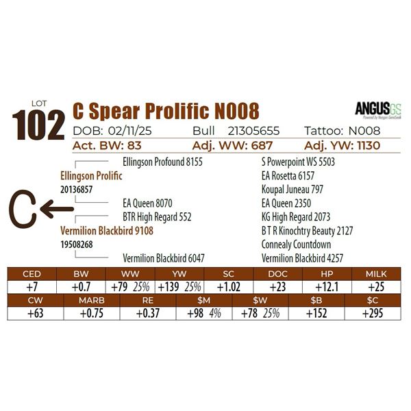 C Spear Prolific N008