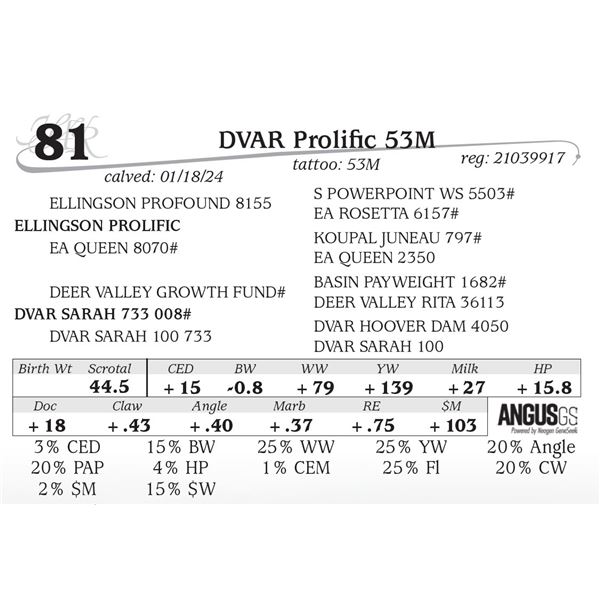 DVAR Prolific 53M