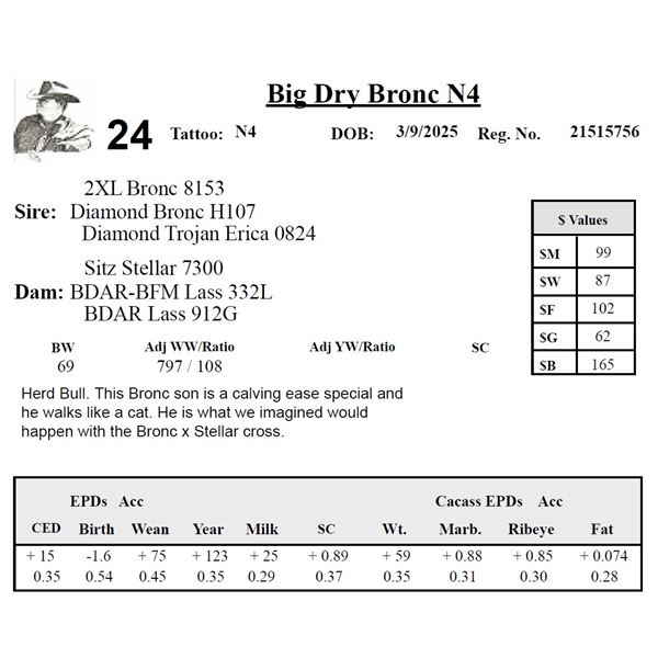 Big Dry Bronc N4