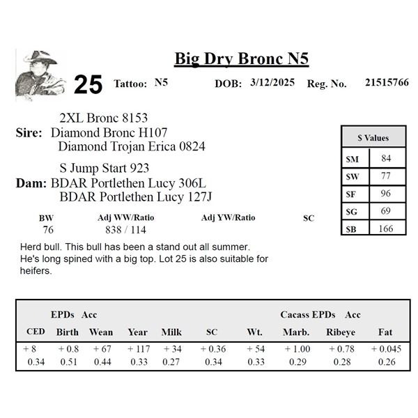 Big Dry Bronc N5